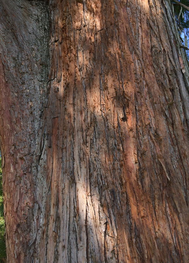 SelecTree: A Tree Selection Guide