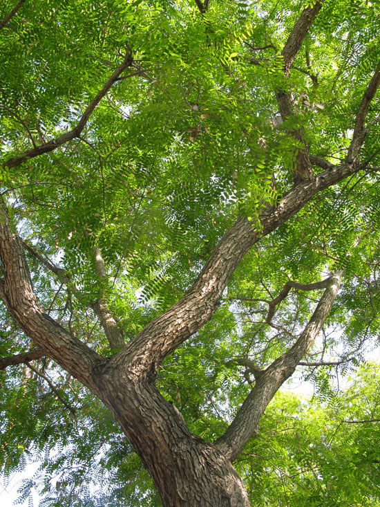 SelecTree: A Tree Selection Guide