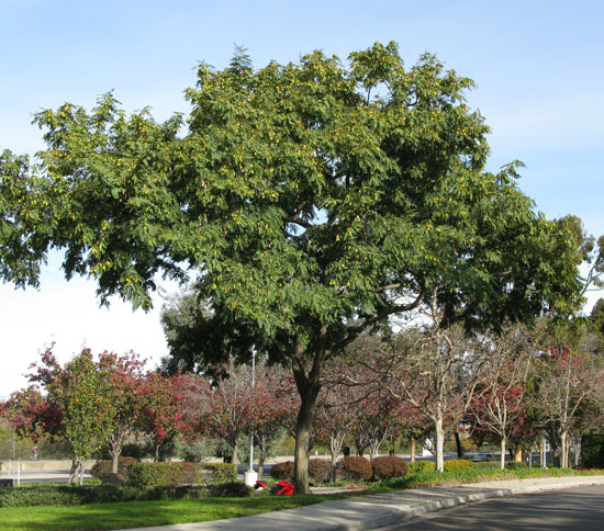 SelecTree: A Tree Selection Guide