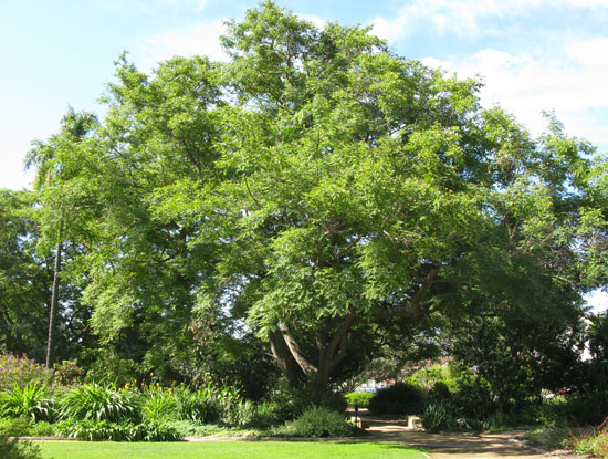 SelecTree: A Tree Selection Guide