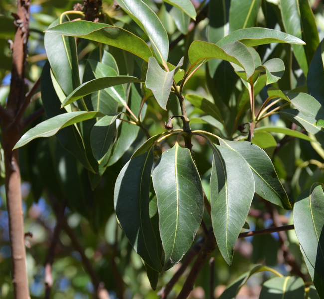 SelecTree: A Tree Selection Guide