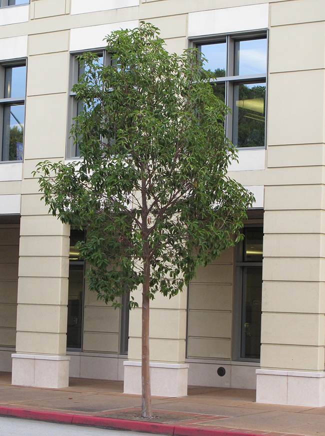 SelecTree: A Tree Selection Guide