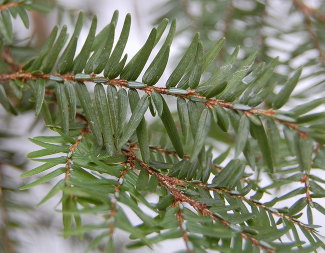 Tree Snaga SelecTree: A Tree Selection Guide