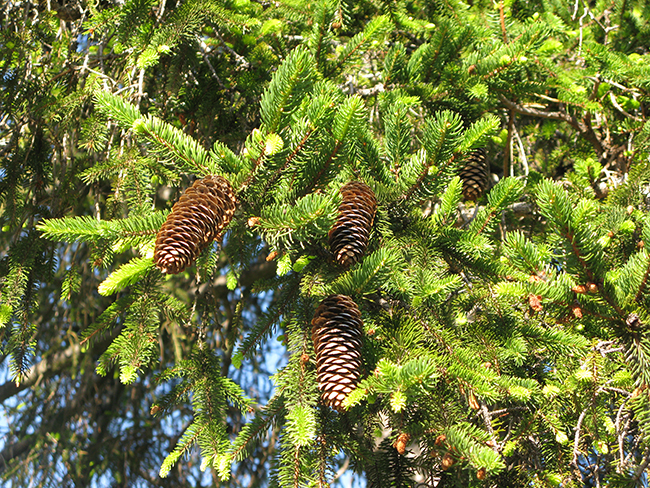SelecTree: A Tree Selection Guide