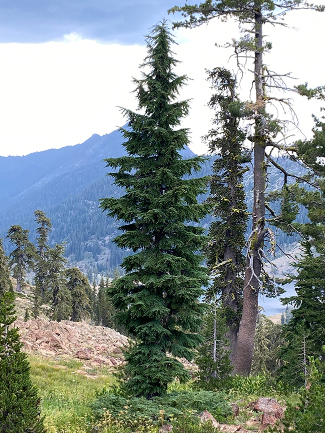 SelecTree: A Tree Selection Guide