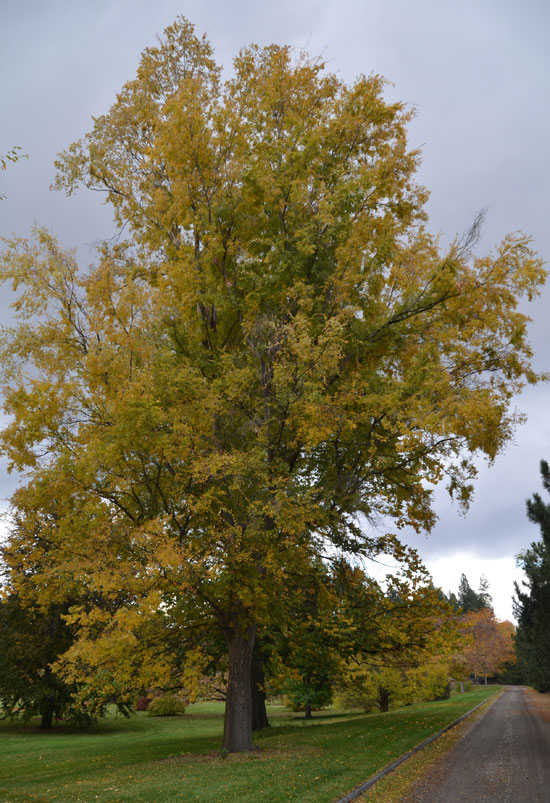 SelecTree: A Tree Selection Guide