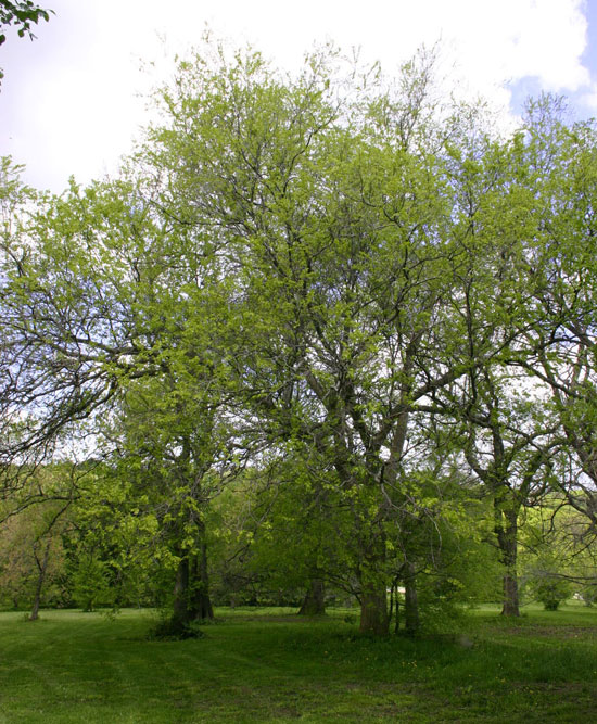 SelecTree: A Tree Selection Guide