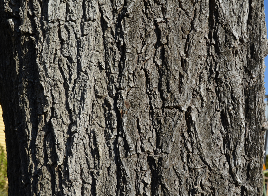 SelecTree: A Tree Selection Guide