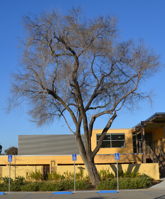 SelecTree: A Tree Selection Guide