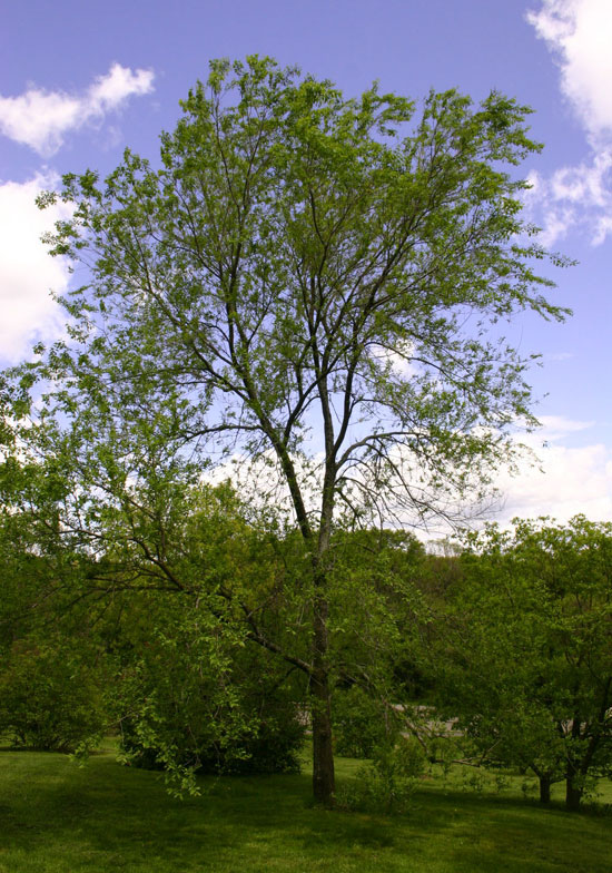 SelecTree: A Tree Selection Guide