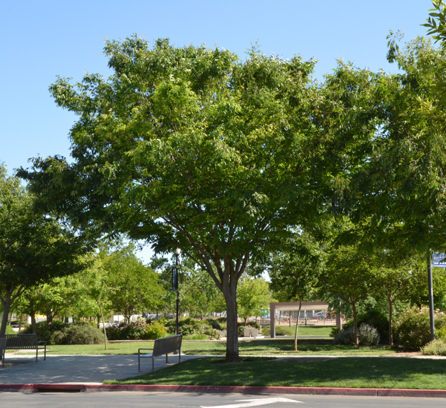 SelecTree: A Tree Selection Guide