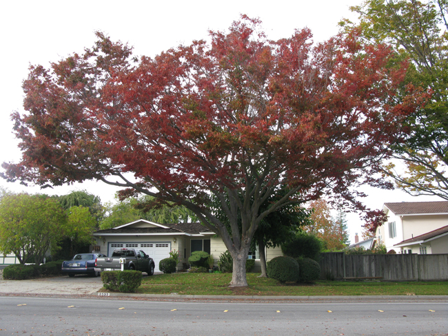 SelecTree: A Tree Selection Guide