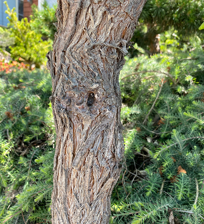 SelecTree: A Tree Selection Guide
