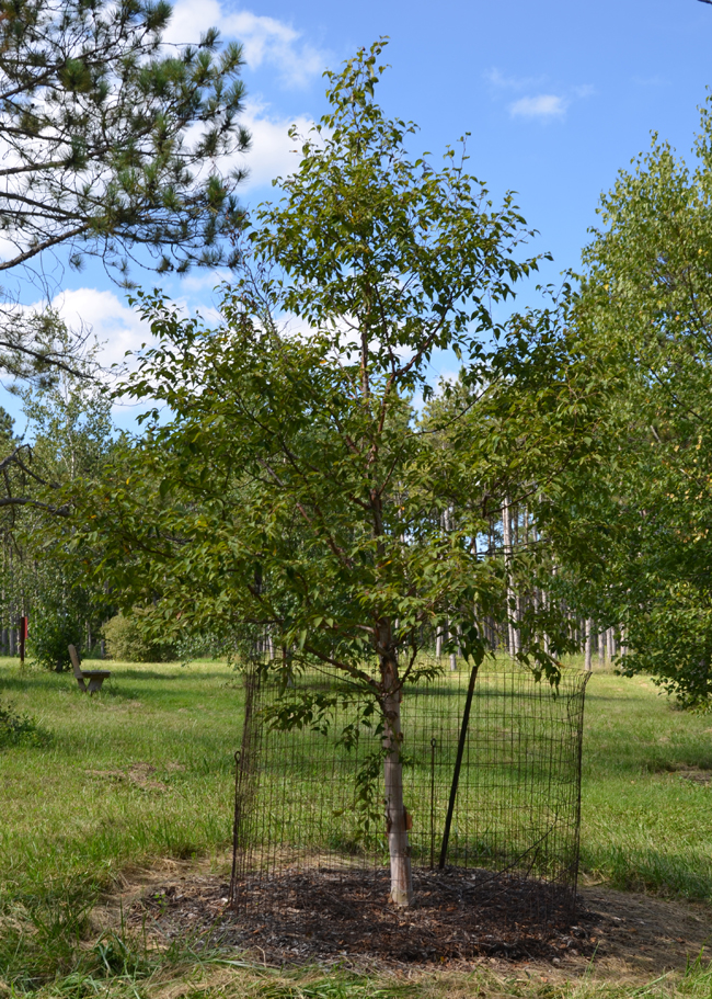 SelecTree: A Tree Selection Guide