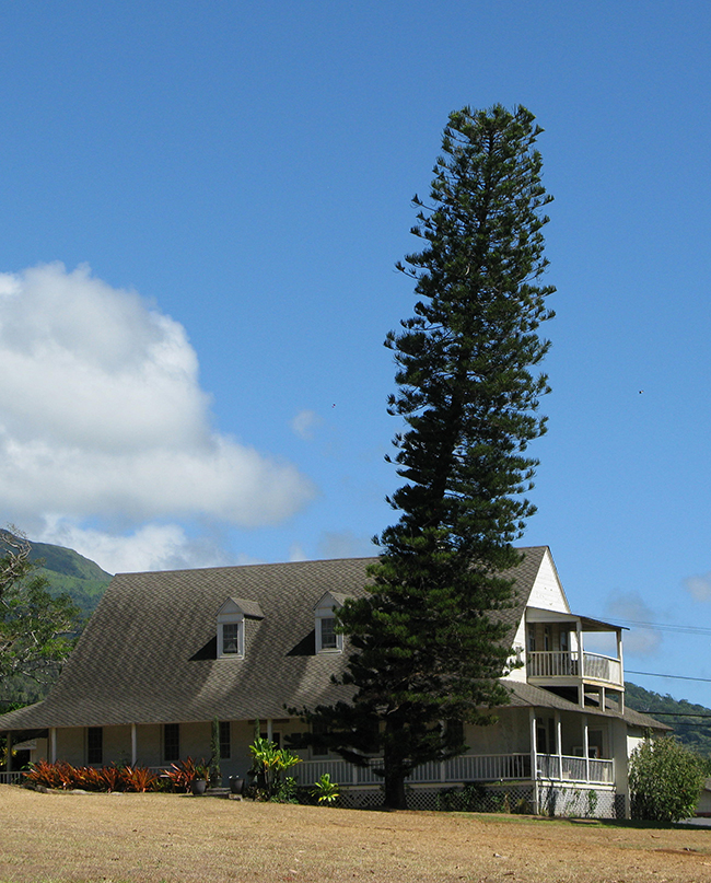 SelecTree: A Tree Selection Guide