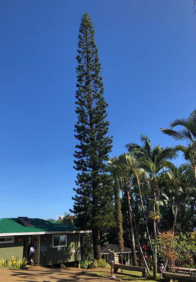 SelecTree: A Tree Selection Guide