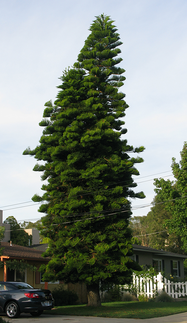 SelecTree: A Tree Selection Guide