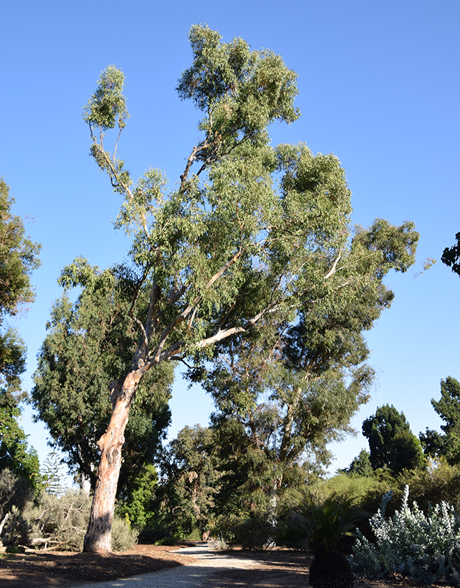SelecTree: A Tree Selection Guide