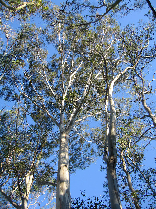 SelecTree: A Tree Selection Guide