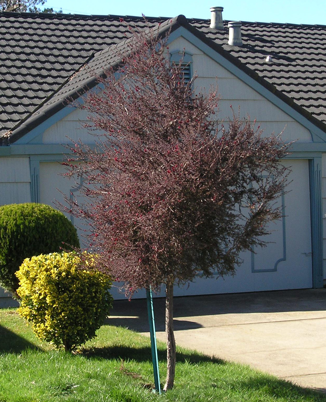 SelecTree: A Tree Selection Guide