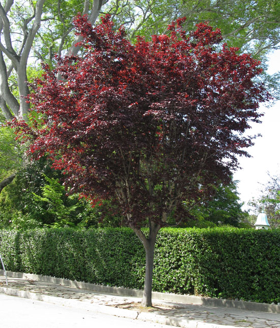 Puree Tree SelecTree: A Tree Selection Guide