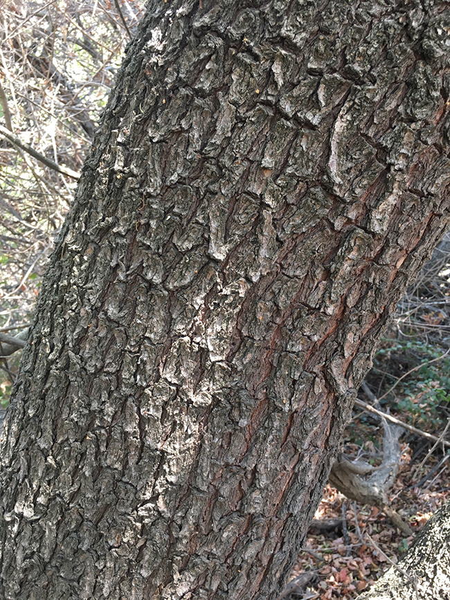 SelecTree: A Tree Selection Guide