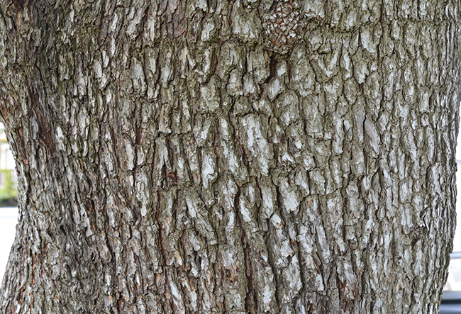 SelecTree: A Tree Selection Guide