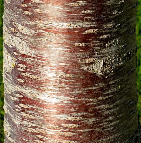 SelecTree: A Tree Selection Guide