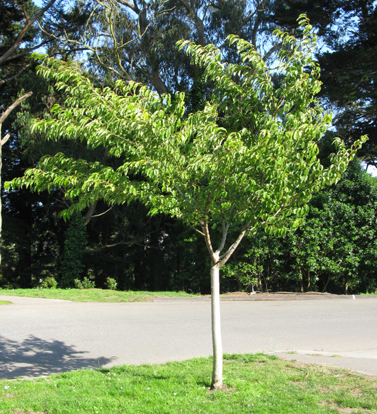 Persen Tree SelecTree: A Tree Selection Guide