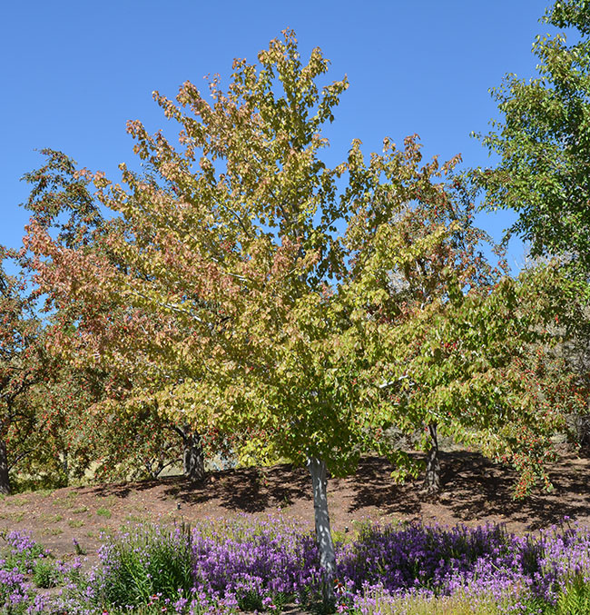 SelecTree: A Tree Selection Guide