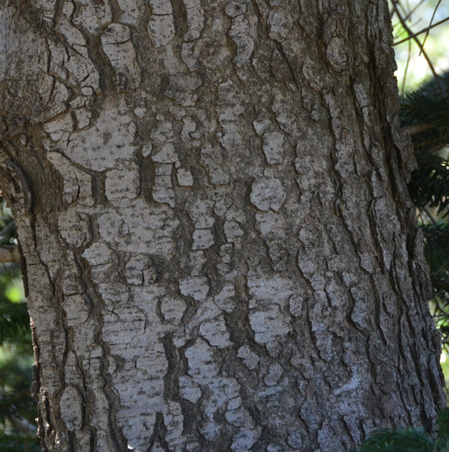 SelecTree: A Tree Selection Guide