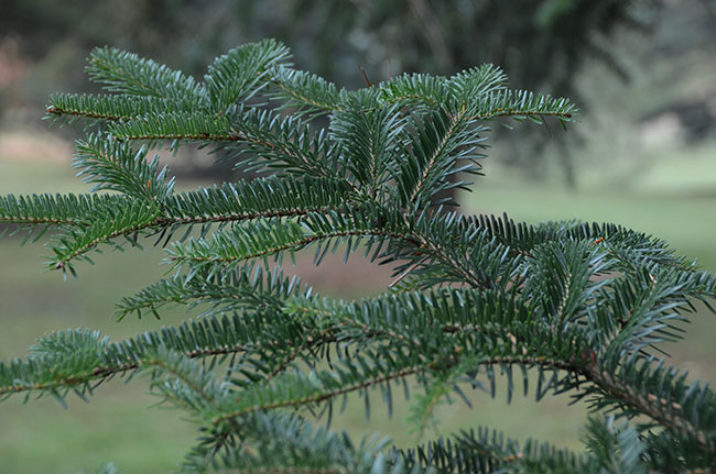 SelecTree: A Tree Selection Guide