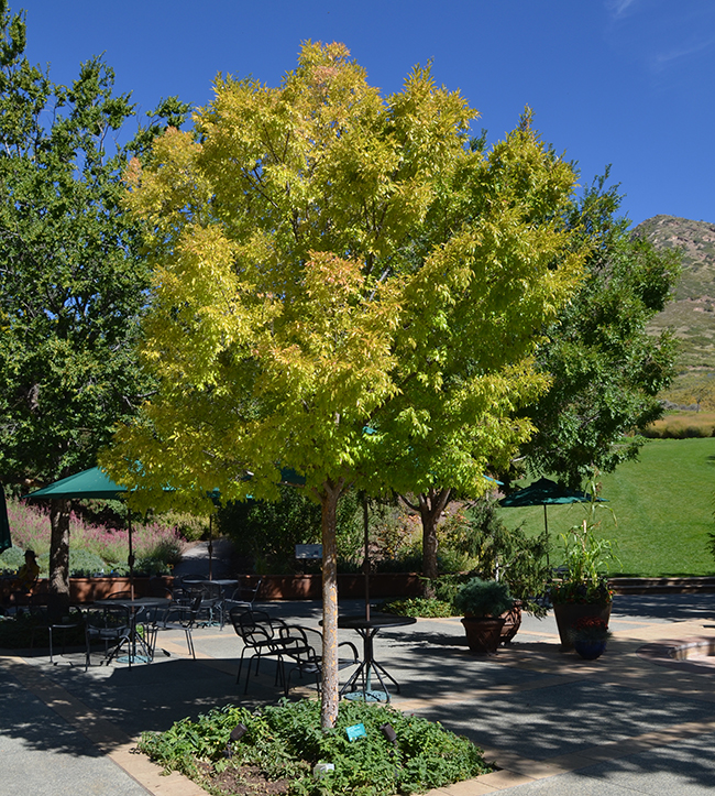 Utees Tree SelecTree: A Tree Selection Guide
