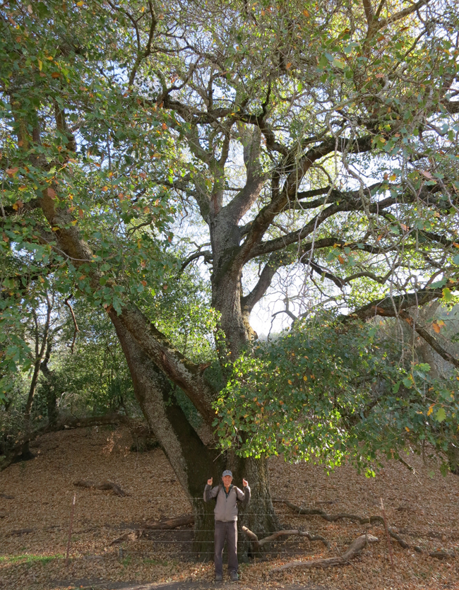 Meiners Tree SelecTree: A Tree Selection Guide