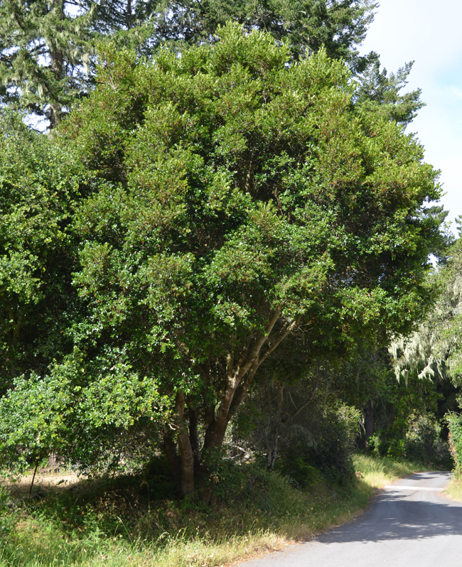 SelecTree: A Tree Selection Guide