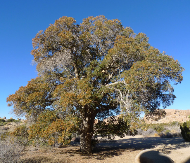Mengus Tree SelecTree: A Tree Selection Guide