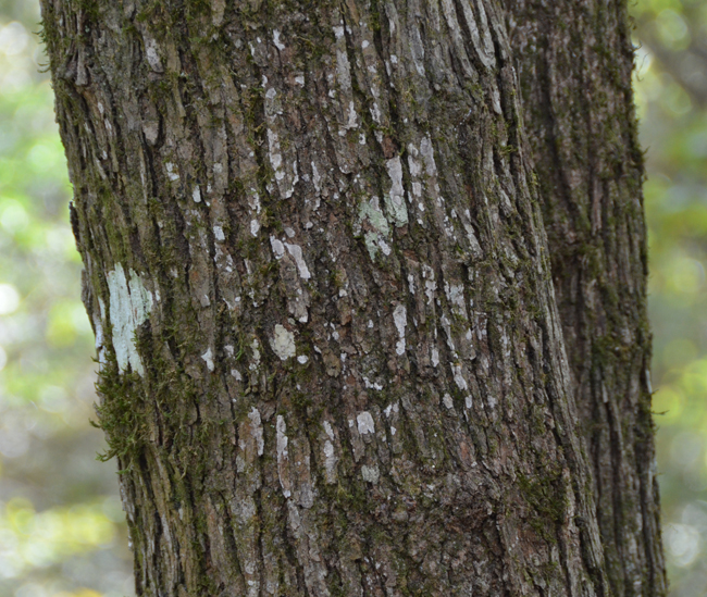 SelecTree: A Tree Selection Guide