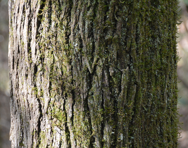 SelecTree: A Tree Selection Guide