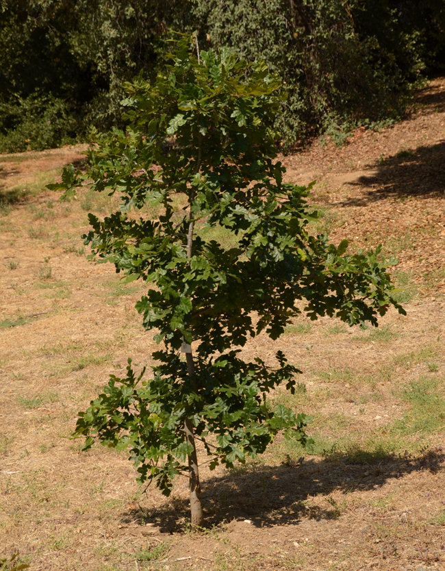SelecTree: A Tree Selection Guide
