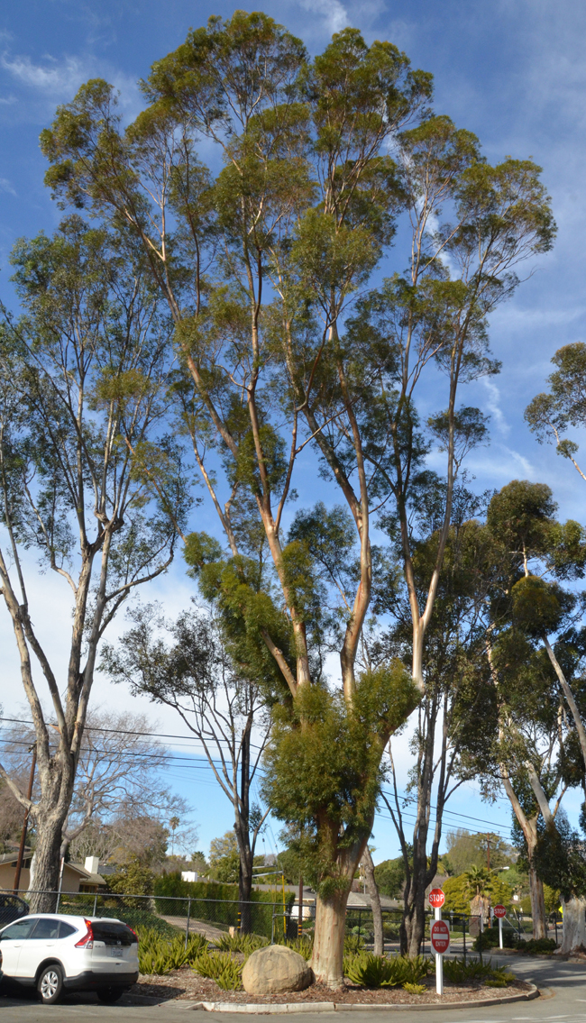 SelecTree: A Tree Selection Guide