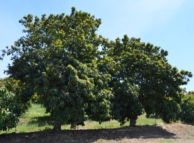 Persen Tree SelecTree: A Tree Selection Guide