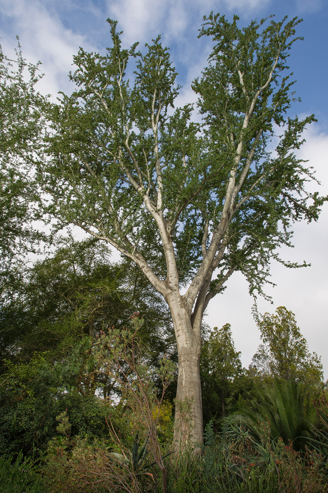SelecTree: A Tree Selection Guide