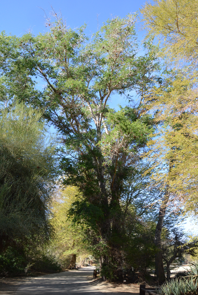 SelecTree: A Tree Selection Guide