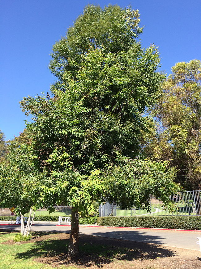 SelecTree: A Tree Selection Guide