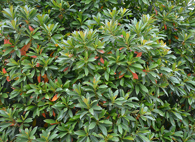 Elsware Tree SelecTree: A Tree Selection Guide