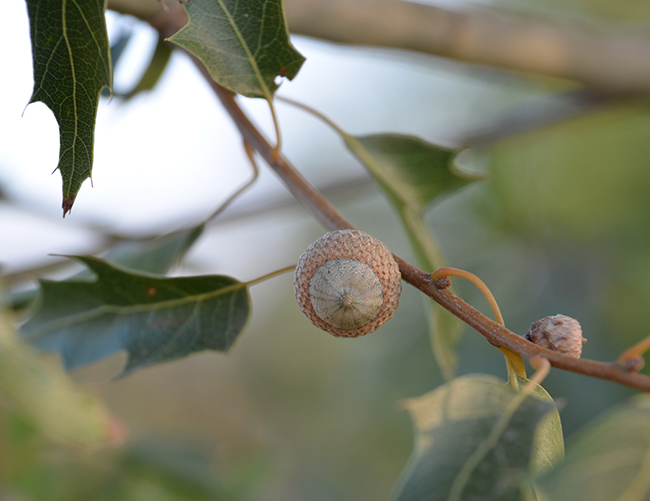 Culton Tree SelecTree: A Tree Selection Guide