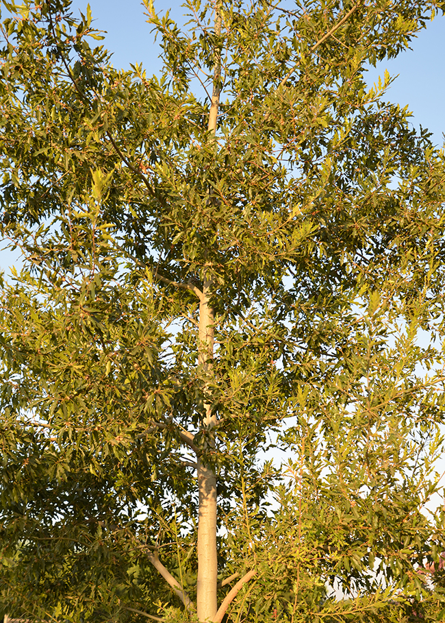 Culton Tree SelecTree: A Tree Selection Guide