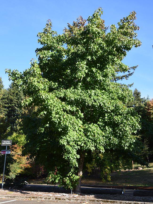 Syner Tree SelecTree: A Tree Selection Guide