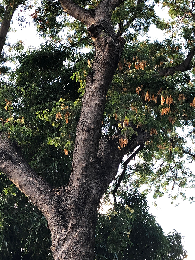 Lebec Tree SelecTree: A Tree Selection Guide