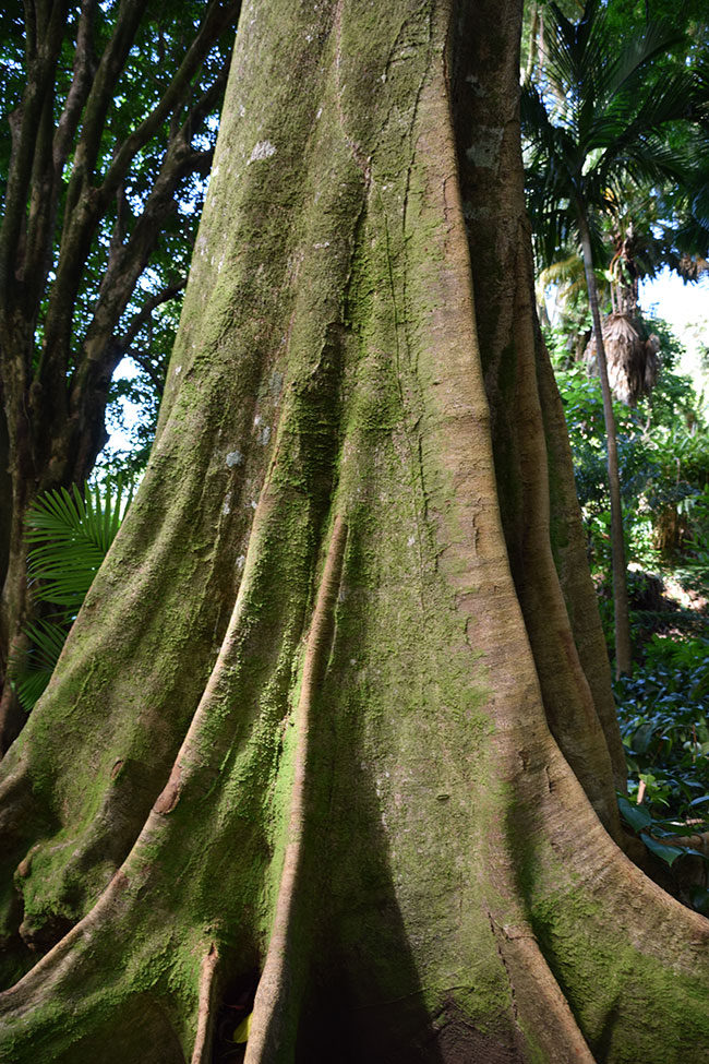 Elsware Tree SelecTree: A Tree Selection Guide
